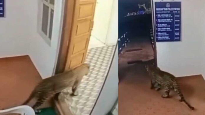 Tamil Nadu | పోలీస్​ స్టేషన్‌లోకి చిరుత పులి.. వీడియో వైరల్​..!
