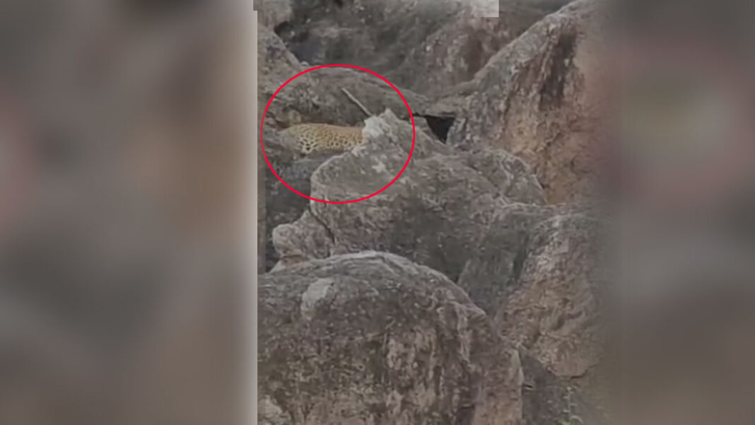 Armoor | సిద్దులగుట్టపై చిరుత సంచారం