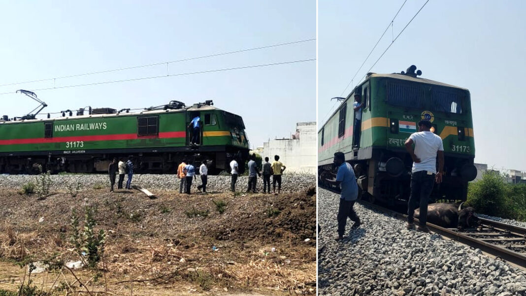 Nagarsol Express | రైలు ఢీకొని గేదె మృతి