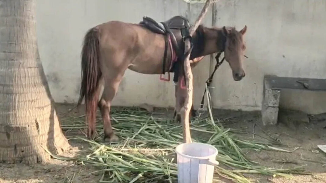 Police arrest horse | గంజాయి కేసులో గుర్రాన్ని అరెస్టు చేసిన పోలీసులు
