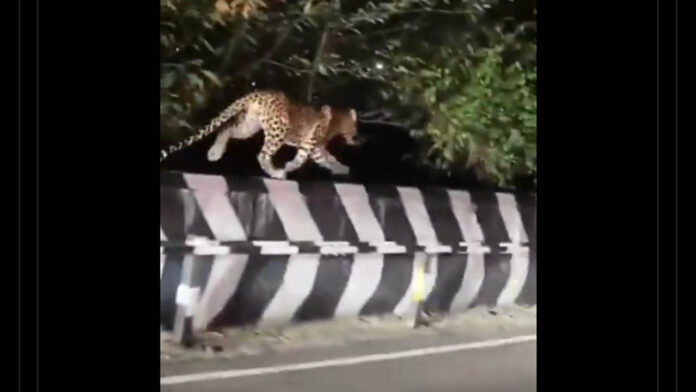 Leopard on Tirumala | తిరుమల ఘాట్ రోడ్డులో చిరుత.. భక్తులను అప్రమత్తం చేసిన టీటీడీ