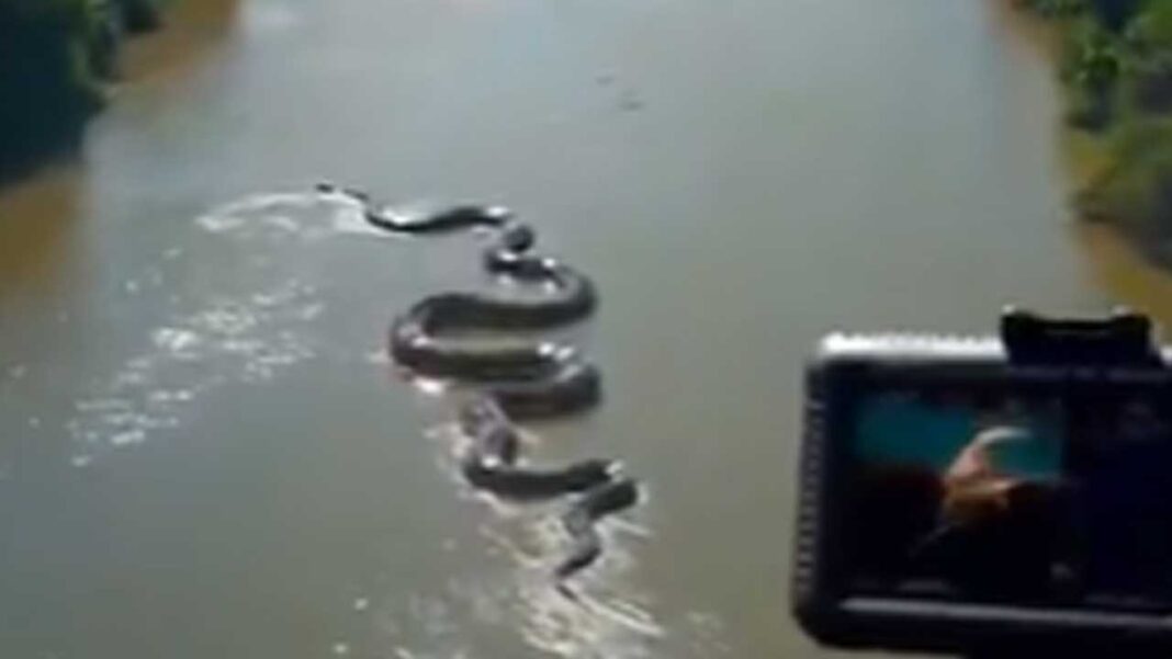 Anakonda Snake | ఒళ్లు గగుర్పొడిచేలా అమెజాన్ అడ‌వుల్లో అన‌కొండ‌.. వైర‌ల్ అవుతున్న వీడియో