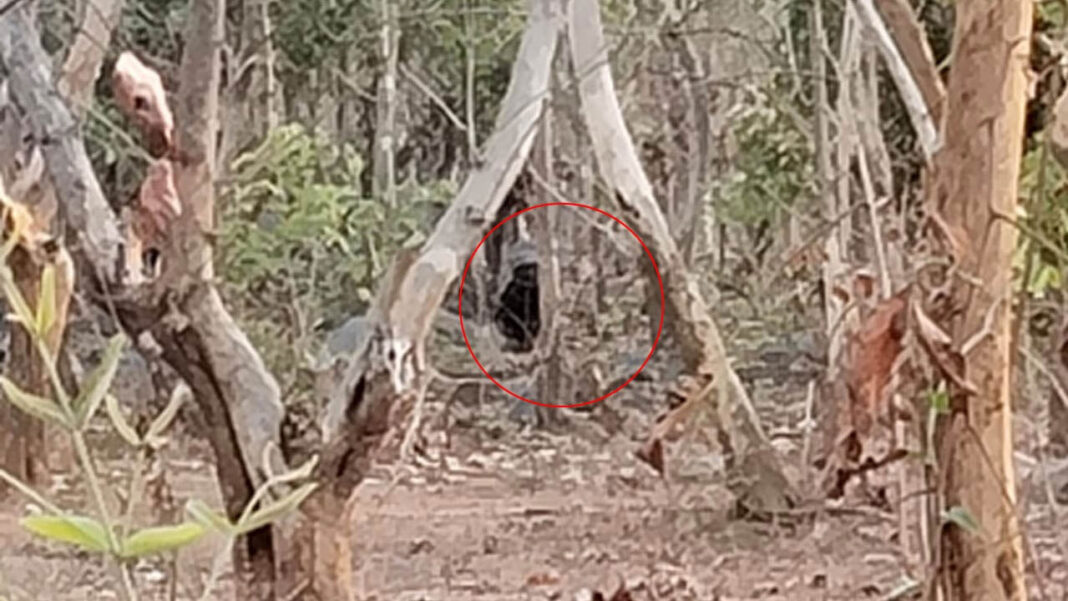 Yellareddy | ఎల్లారెడ్డి మండలంలో ఎలుగుబంటి కలకలం