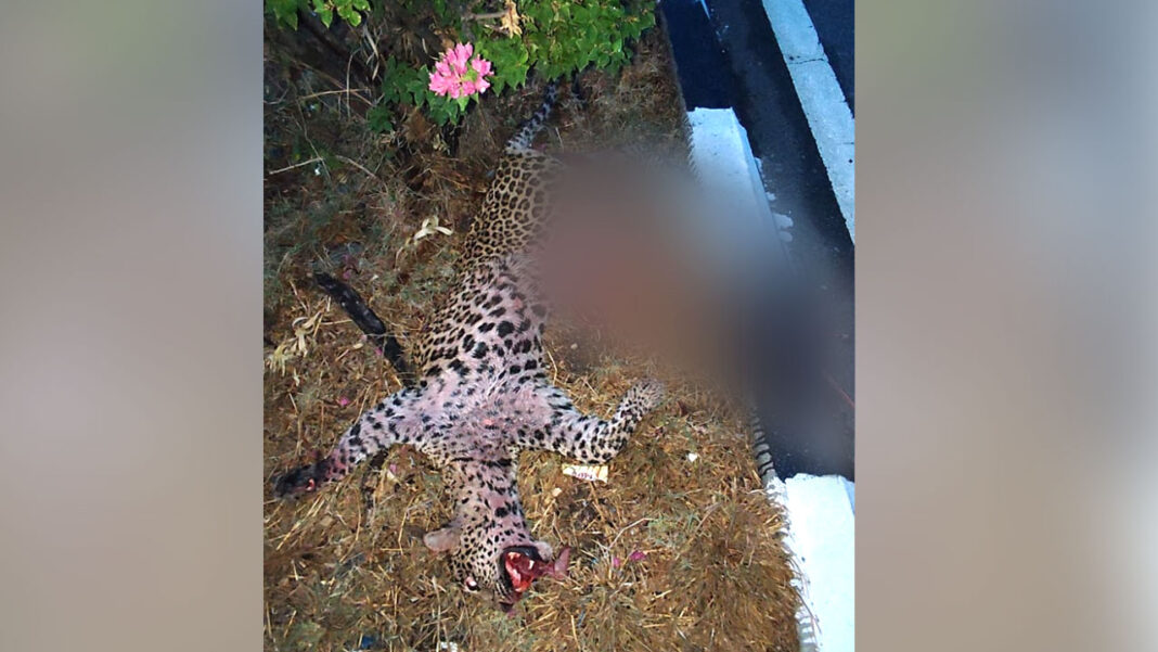 cheetah-died NH-44 | హైవేపై గుర్తుతెలియని వాహనం ఢీ.. చిరుత మృతి