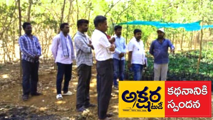 effect Mahammad nagar |నర్సరీ పరిశీలించిన ఏపీడీ