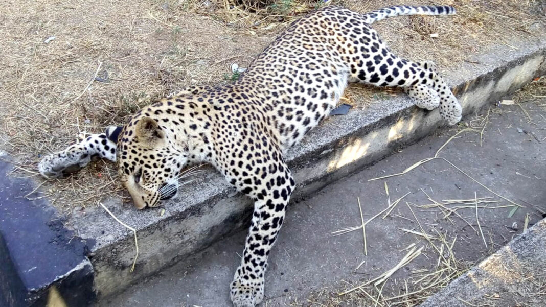 leopard Leopard | చనిపోతున్న చిరుతలు