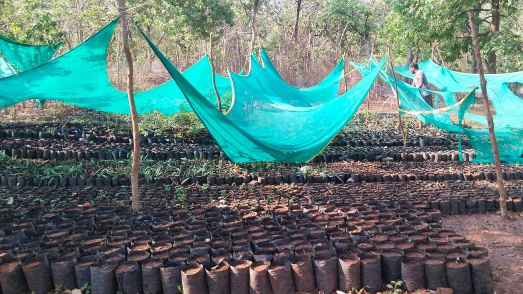 Planting Trees | మొక్కల పెంపకంపై నిర్లక్ష్యమేలా..?