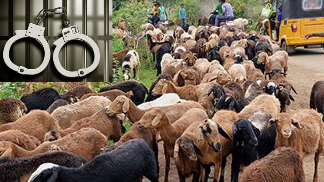 Sheep scam | గొర్రెల స్కామ్‌లో కీలక పరిణామం
