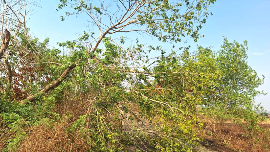 Thunderstorm | గాలివానకు నేలకొరిగిన చెట్లు