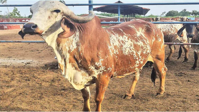 Cow Price
