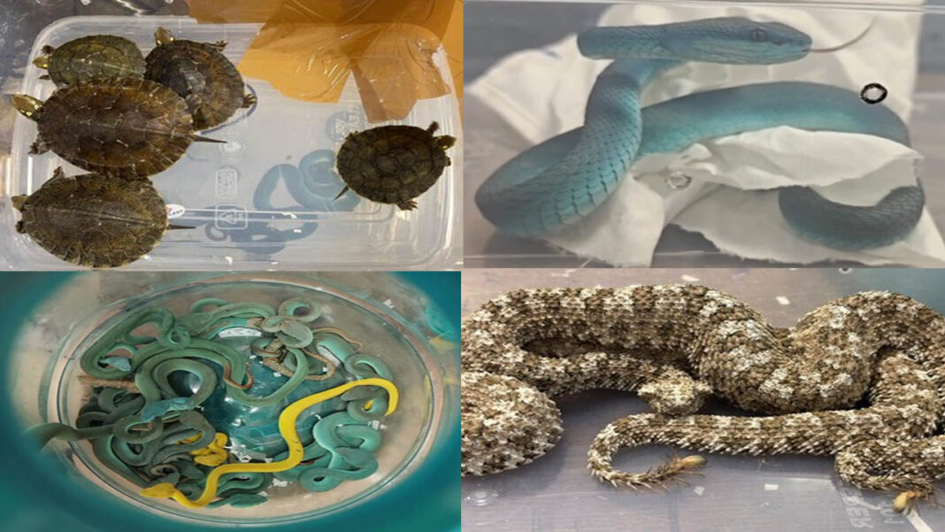 International smuggling case | భారీ వ‌న్య‌ప్రాణుల స్మ‌గ్లింగ్.. ఎయిర్‌పోర్ట్‌లో ఓ వ్య‌క్తిని చెక్ చేయ‌గా..