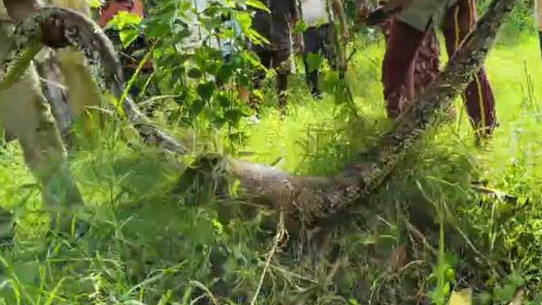 15 foot python causes | : మామిడి తోటలో 15 అడుగుల కొండచిలువ.. కూలీల షాక్