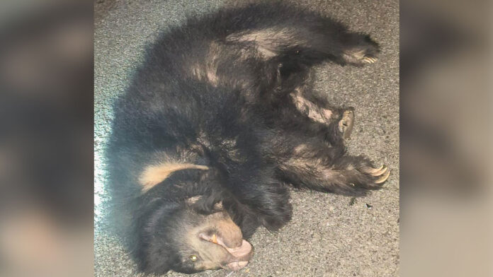 bear Indalwai