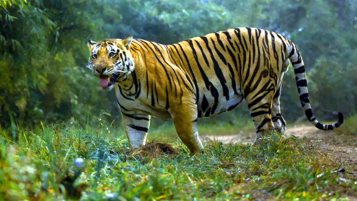 Bengal tiger Bengal tiger