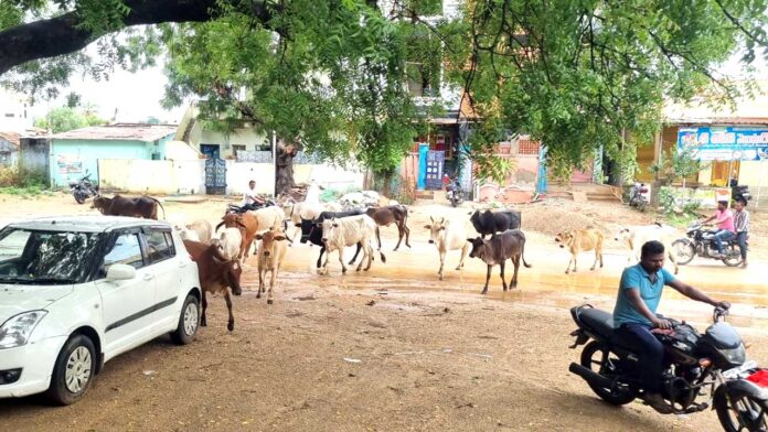 cattle Lingampet