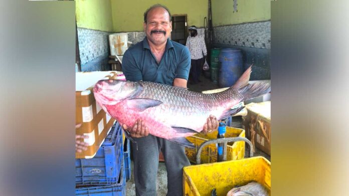 fish Nizamsagar