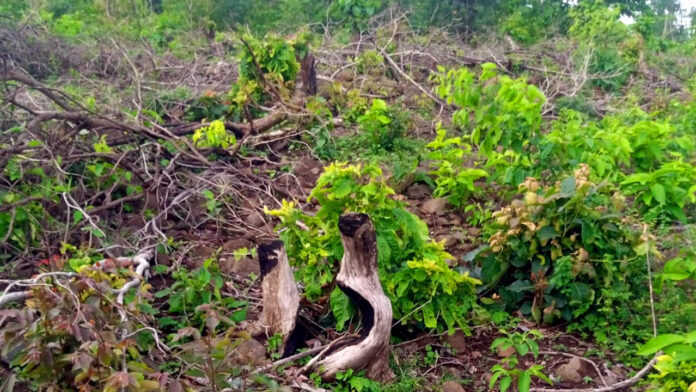 Forest land Encroachment