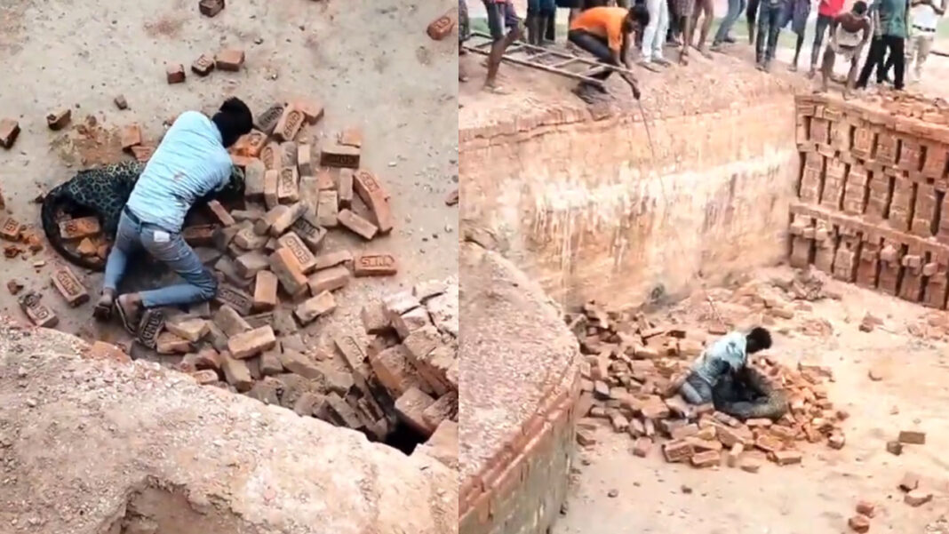 leopard Uttar Pradesh