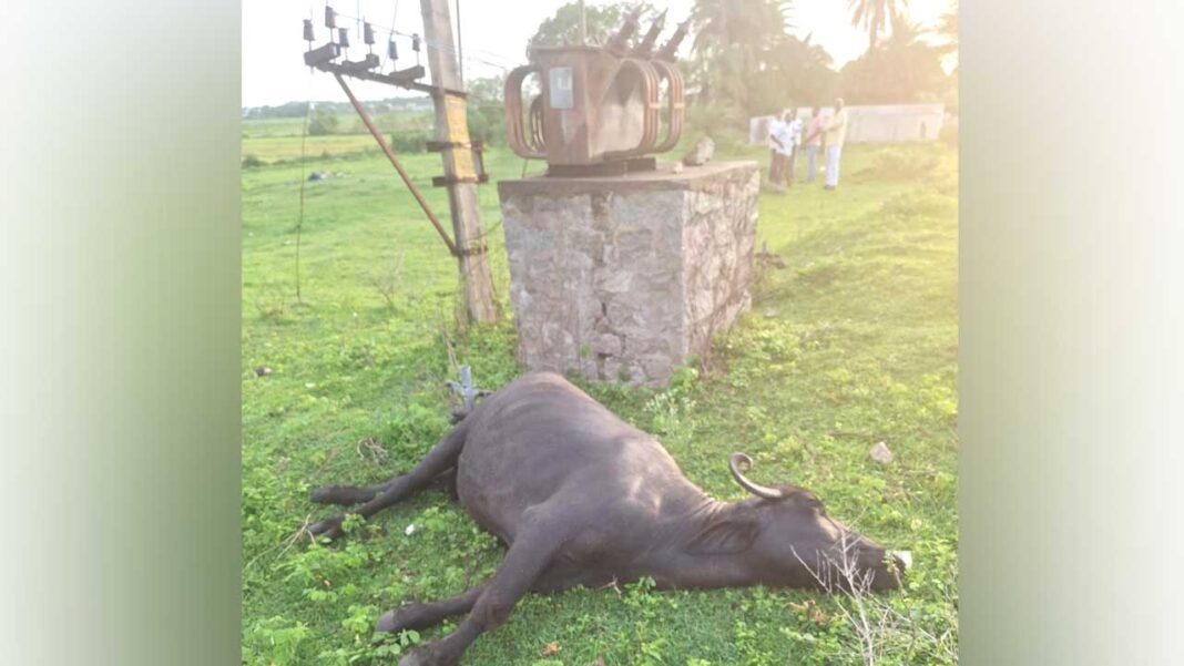 Padakal | విద్యుదాఘాతంతో గేదె మృతి