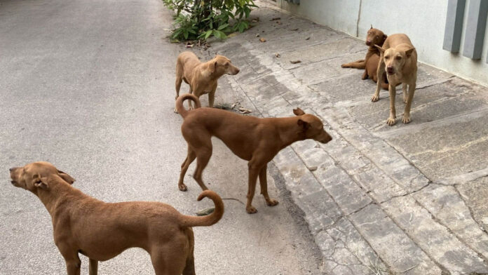 Street Dogs