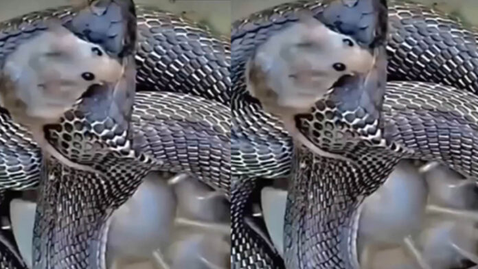 Viral Video