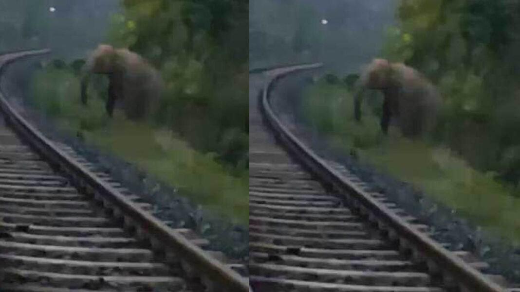 Elephant | రైల్వే ట్రాక్‌పై ఏనుగు ప్రసవం.. రెండు గంటలు ఆగిపోయిన రైలు..