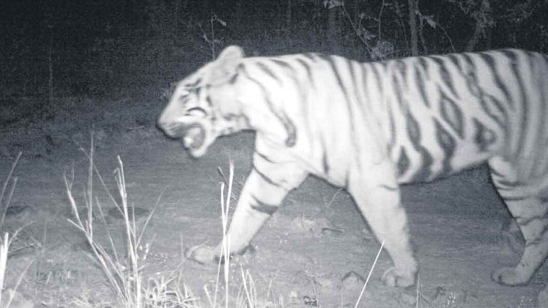 TIGER | సిరికొండలో పెద్ద పులి సంచారం.. ఎస్​ 12గా గుర్తింపు..!