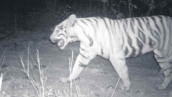 TIGER | సిరికొండలో పెద్ద పులి సంచారం.. ఎస్​ 12గా గుర్తింపు..!