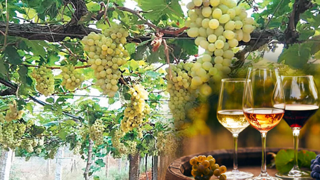 Wine Industry | రాష్ట్రంలో కొత్త వైన్​ పరిశ్రమ.. ఇక ఆ ప్రాంత రైతులకు పండగే..