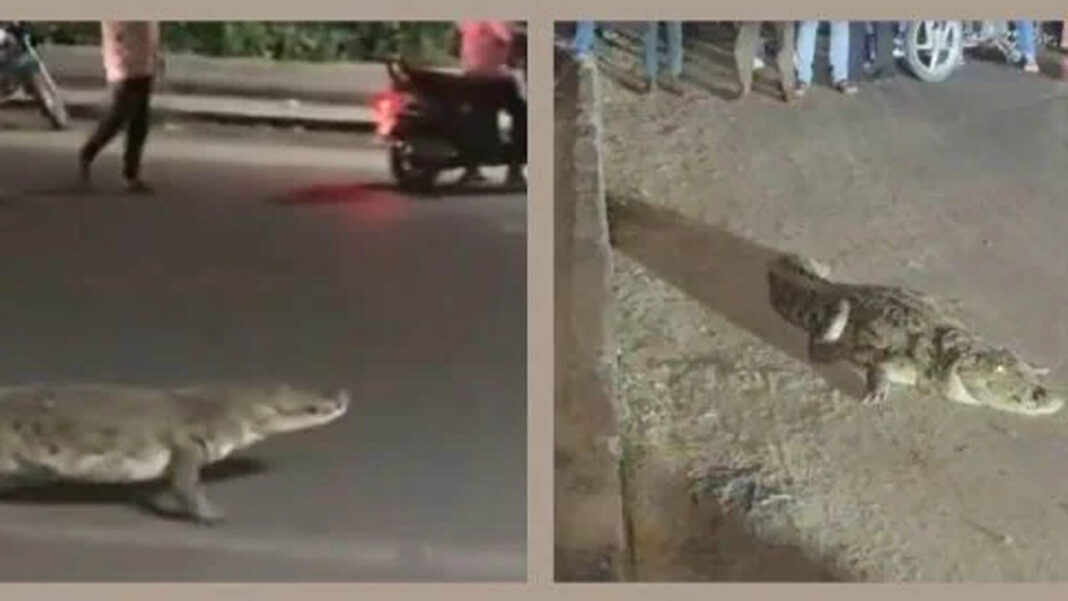 Crocodile | నడిరోడ్డుపై మొసలి రాజసం.. చకచకా వాకింగ్​.. వీడియో వైరల్​..!