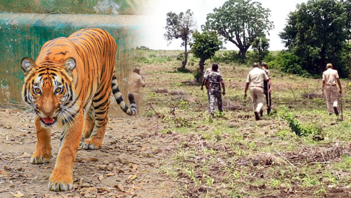Operation Tiger