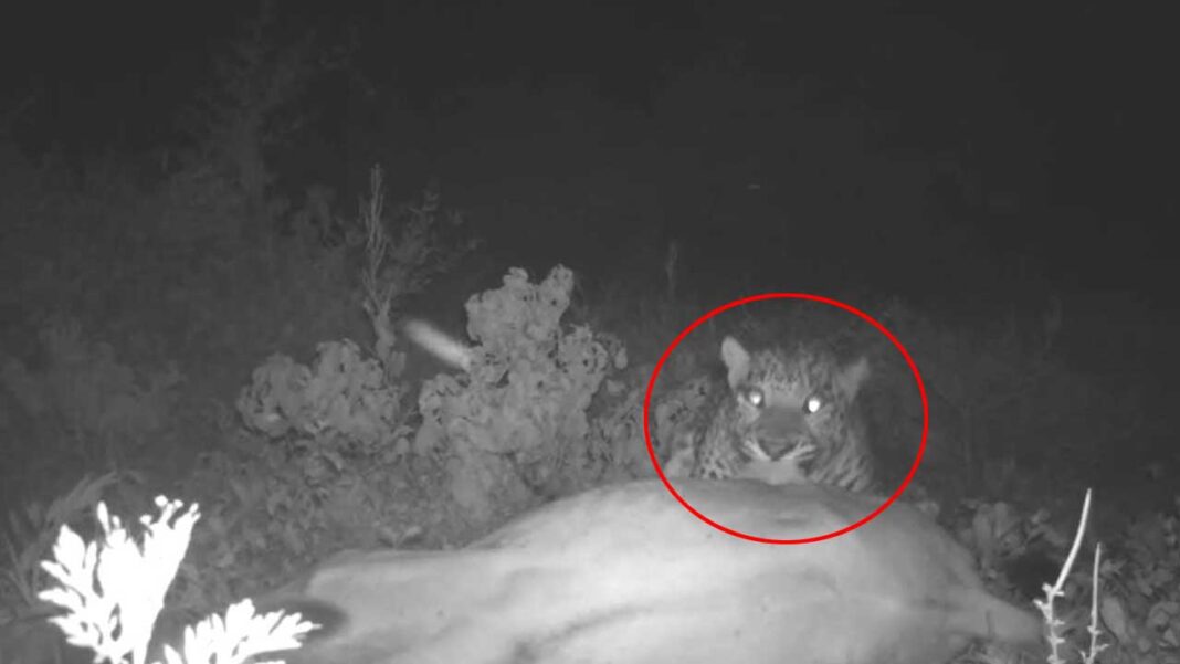 puli Tiger | పెద్దపులి కాదది.. చిరుతే..