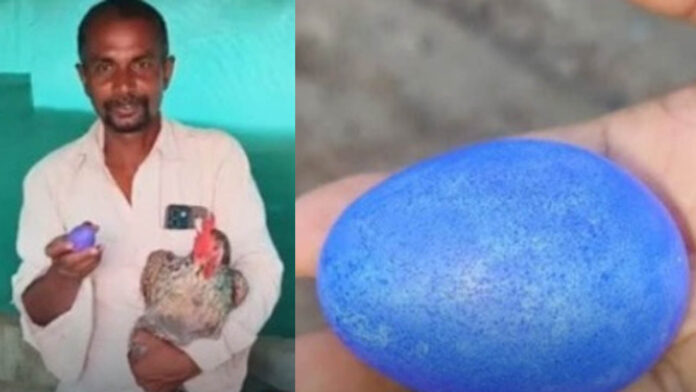 Blue Egg