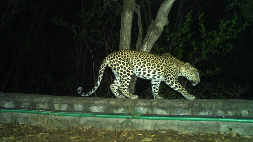 Leopard Srisailam