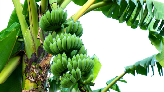 Raw Bananas
