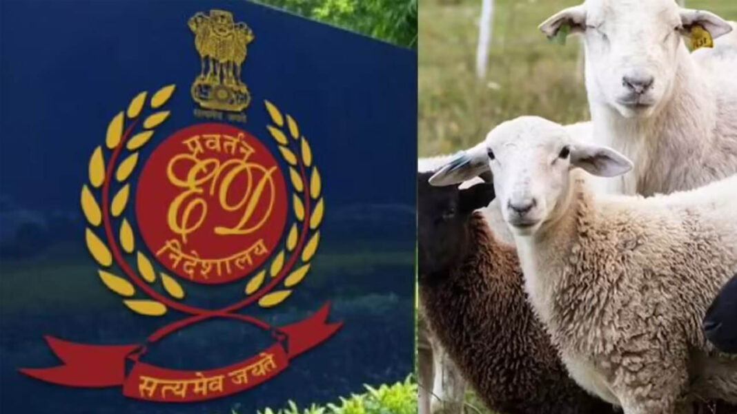 Sheep Distribution Scam