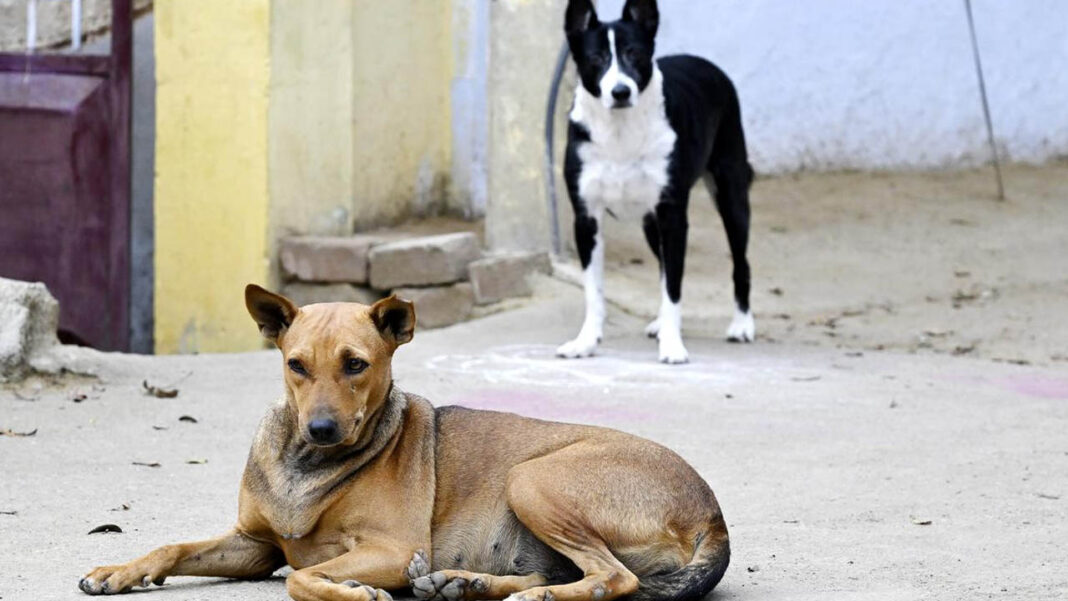 Street Dogs Street Dogs