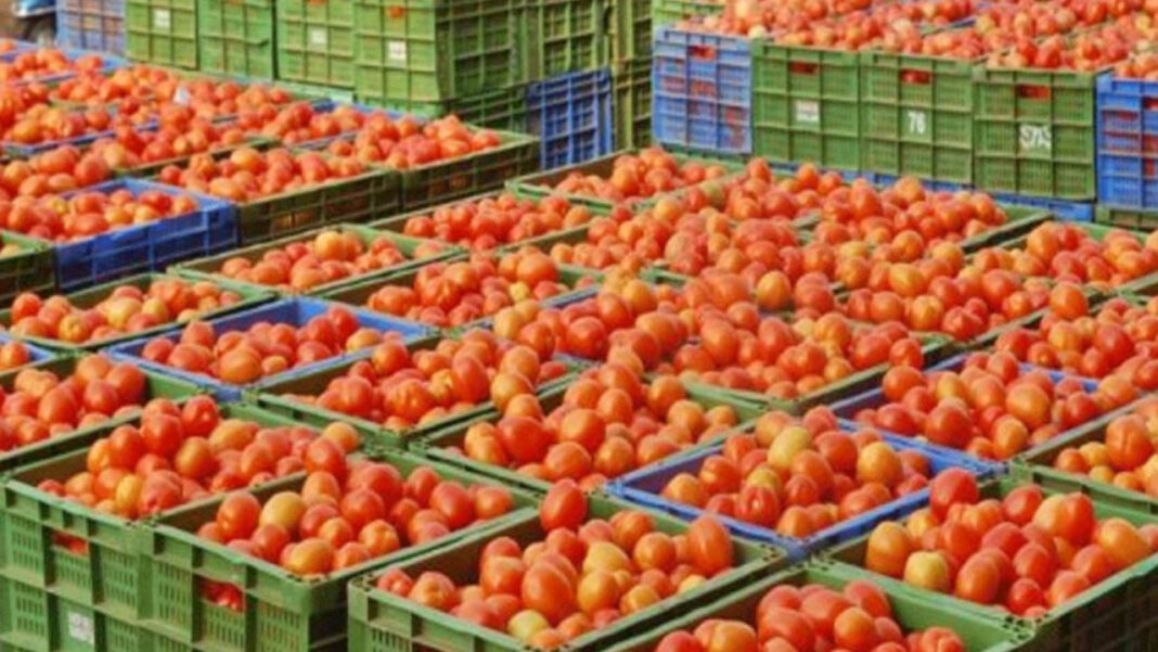 Tomato Price