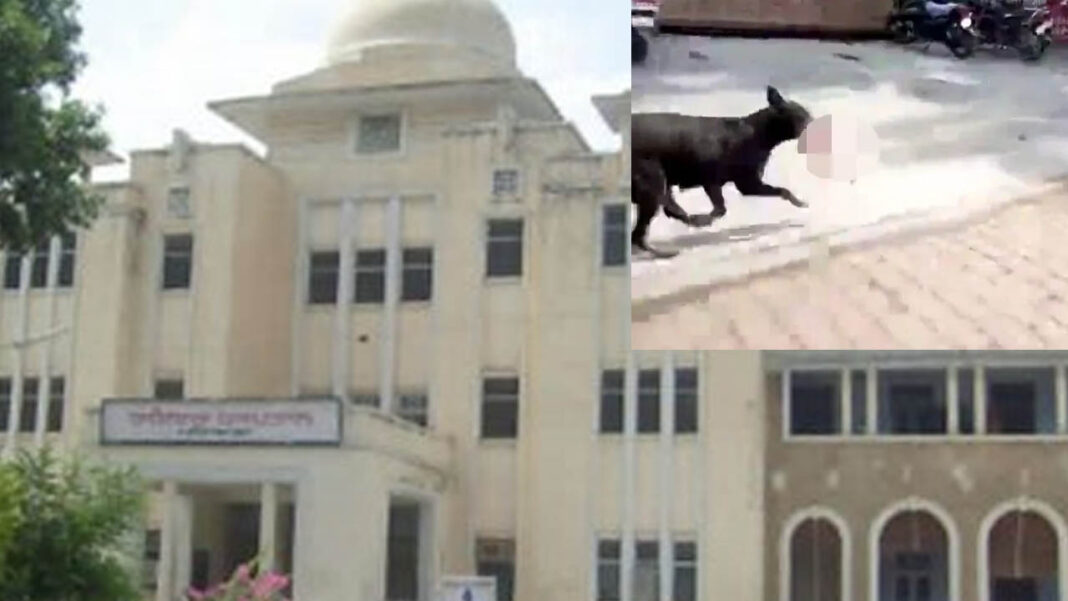 dog carrying babys head | హృద‌య విదార‌క ఘ‌ట‌న‌.. ఆసుపత్రి ఆవరణలో కుక్క నోట‌ శిశువు తల