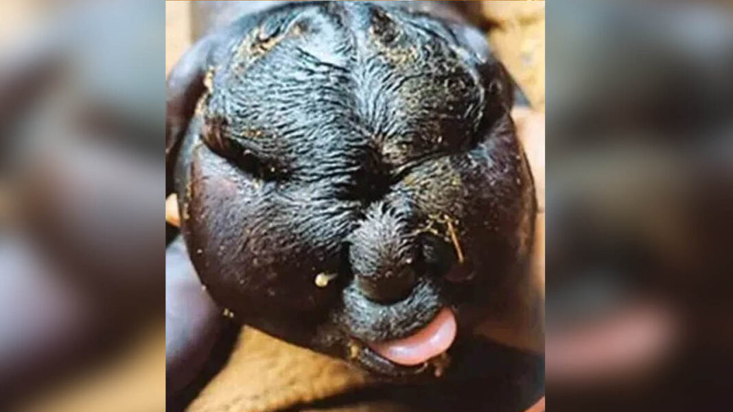 goat with human face | మనిషి ముఖంతో మేక పిల్ల జననం..