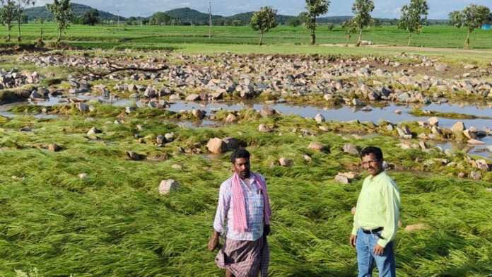 Farmers
