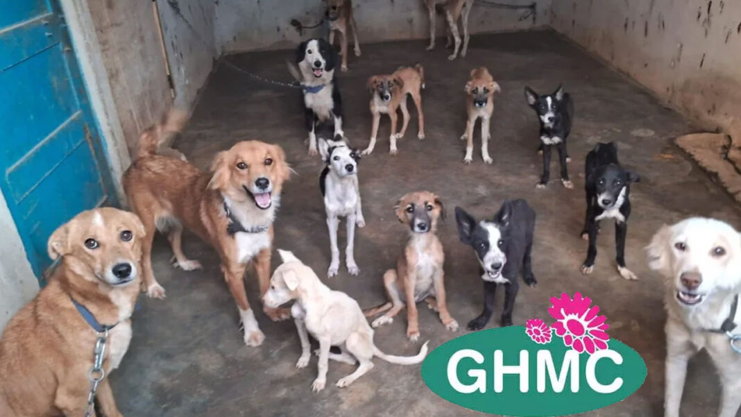 dogs-adoptin Street Dogs