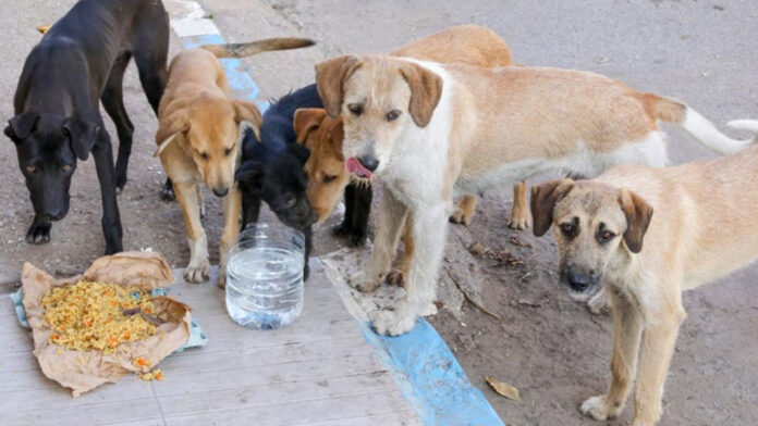 Stray dogs