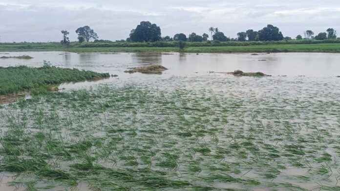 Heavy rains