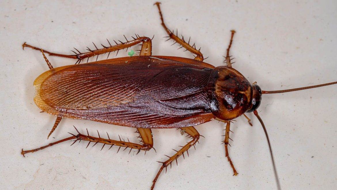 Cockroach