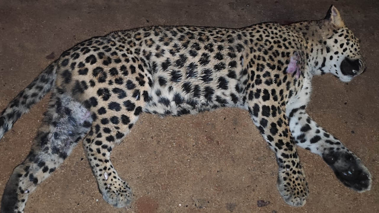 Leopard dies |  జాతీయ రహదారిపై గుర్తుతెలియని వాహనం ఢీకొని చిరుత దుర్మరణం
