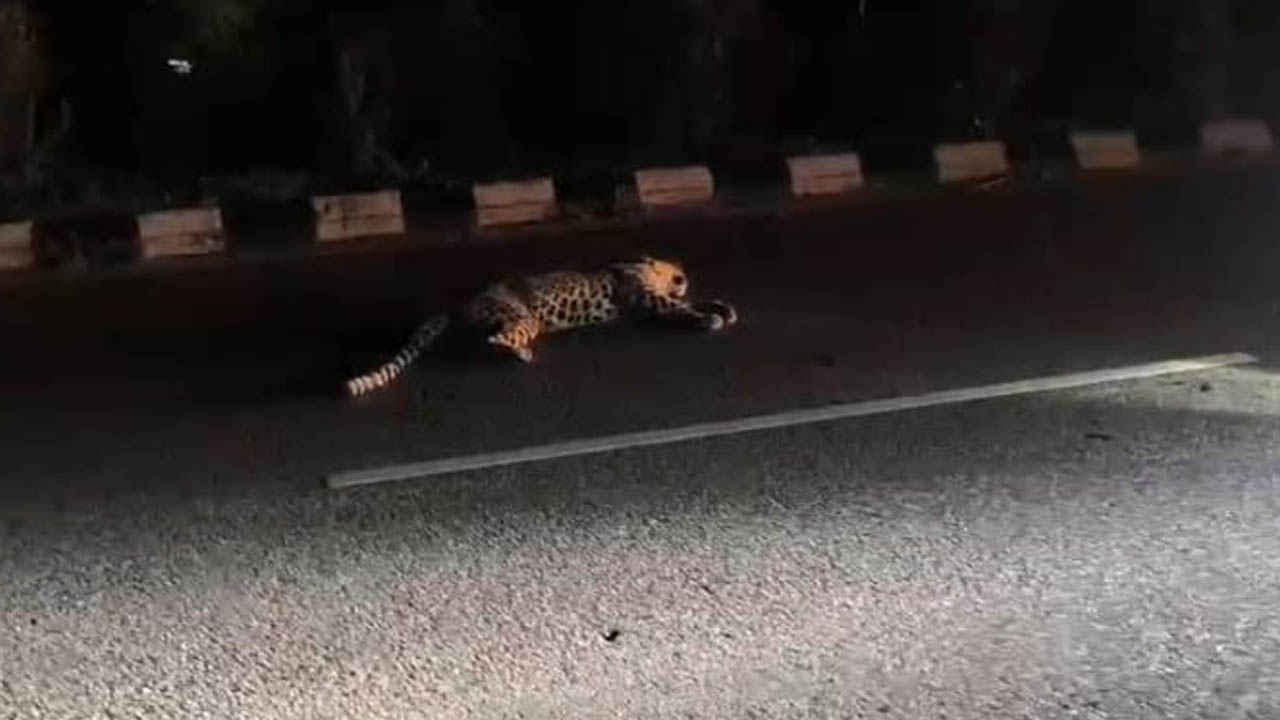 Leopard dies |  జాతీయ రహదారిపై గుర్తుతెలియని వాహనం ఢీకొని చిరుత దుర్మరణం
