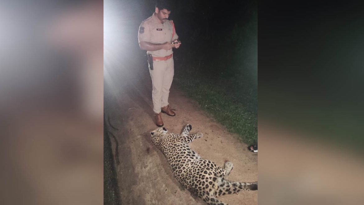 Leopard dies | జాతీయ రహదారిపై దారుణం.. గుర్తుతెలియని వాహనం ఢీకొని చిరుత దుర్మరణం