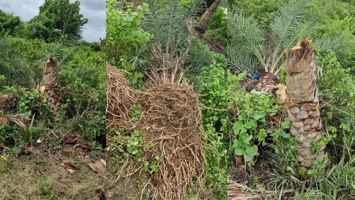 TallaRampur VDC violence | తాళ్ల రాంపూర్​లో దారుణం.. గౌడ కులస్థులపై వీడీసీ దాష్టీకం.. మూకుమ్మడి దాడి!