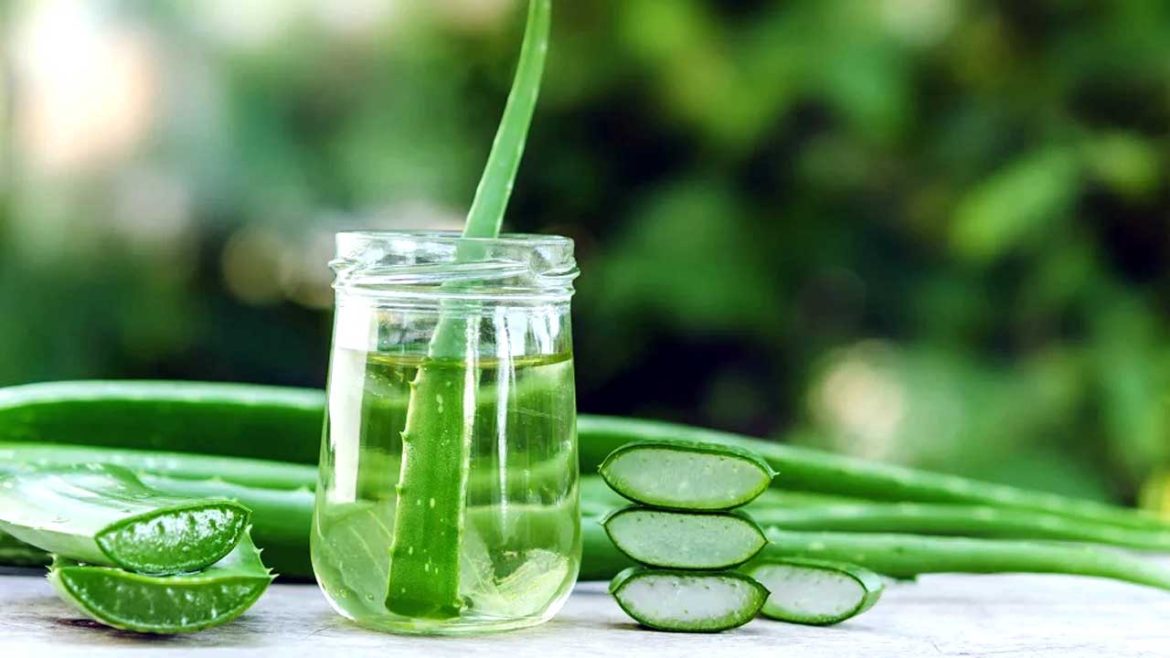 Aloe vera